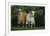 Two Pygmy Goats-DLILLC-Framed Photographic Print