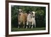 Two Pygmy Goats-DLILLC-Framed Photographic Print