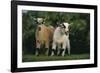 Two Pygmy Goats-DLILLC-Framed Photographic Print