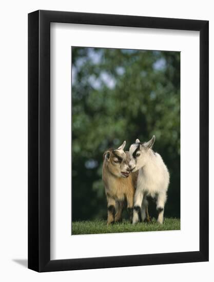 Two Pygmy Goats-DLILLC-Framed Photographic Print