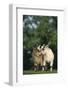 Two Pygmy Goats-DLILLC-Framed Photographic Print