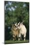 Two Pygmy Goats-DLILLC-Mounted Photographic Print