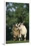 Two Pygmy Goats-DLILLC-Framed Photographic Print