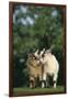 Two Pygmy Goats-DLILLC-Framed Photographic Print