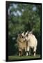 Two Pygmy Goats-DLILLC-Framed Photographic Print