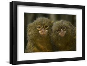 Two Pygmy Marmosets (Cebuella Puygmaea) Captive-Edwin Giesbers-Framed Premium Photographic Print