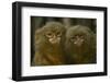 Two Pygmy Marmosets (Cebuella Puygmaea) Captive-Edwin Giesbers-Framed Premium Photographic Print