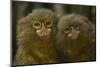 Two Pygmy Marmosets (Cebuella Puygmaea) Captive-Edwin Giesbers-Mounted Premium Photographic Print