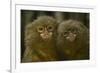 Two Pygmy Marmosets (Cebuella Puygmaea) Captive-Edwin Giesbers-Framed Photographic Print