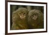 Two Pygmy Marmosets (Cebuella Puygmaea) Captive-Edwin Giesbers-Framed Photographic Print