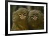 Two Pygmy Marmosets (Cebuella Puygmaea) Captive-Edwin Giesbers-Framed Photographic Print