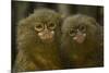 Two Pygmy Marmosets (Cebuella Puygmaea) Captive-Edwin Giesbers-Mounted Photographic Print