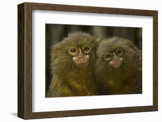 Two Pygmy Marmosets (Cebuella Puygmaea) Captive-Edwin Giesbers-Framed Photographic Print