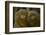 Two Pygmy Marmosets (Cebuella Puygmaea) Captive-Edwin Giesbers-Framed Photographic Print