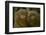 Two Pygmy Marmosets (Cebuella Puygmaea) Captive-Edwin Giesbers-Framed Photographic Print