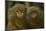 Two Pygmy Marmosets (Cebuella Puygmaea) Captive-Edwin Giesbers-Mounted Photographic Print