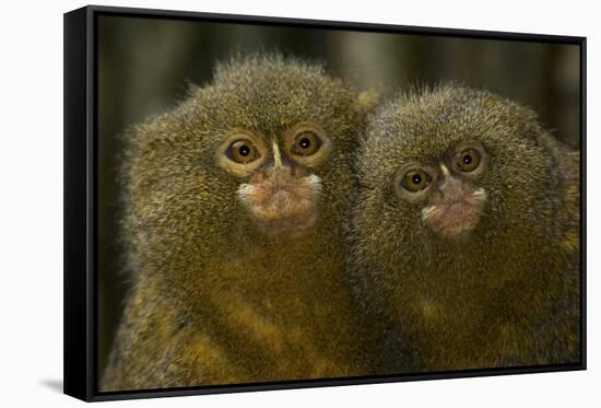 Two Pygmy Marmosets (Cebuella Puygmaea) Captive-Edwin Giesbers-Framed Stretched Canvas