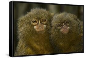 Two Pygmy Marmosets (Cebuella Puygmaea) Captive-Edwin Giesbers-Framed Stretched Canvas