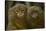 Two Pygmy Marmosets (Cebuella Puygmaea) Captive-Edwin Giesbers-Stretched Canvas