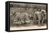 Two Pyrenees Dogs: an Interesting Family-Labouche Freres-Framed Stretched Canvas