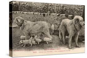 Two Pyrenees Dogs: an Interesting Family-Labouche Freres-Stretched Canvas