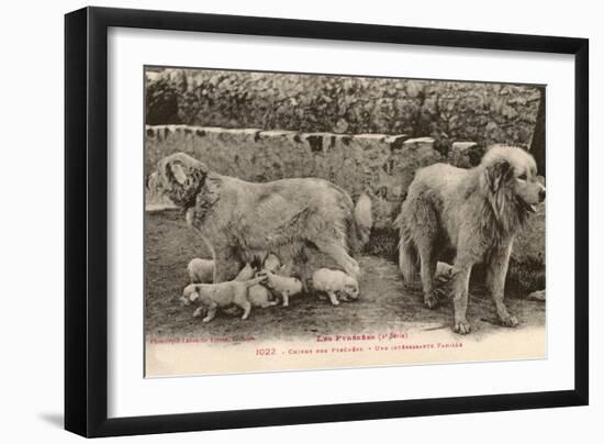 Two Pyrenees Dogs: an Interesting Family-Labouche Freres-Framed Premium Photographic Print