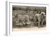 Two Pyrenees Dogs: an Interesting Family-Labouche Freres-Framed Premium Photographic Print