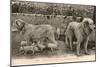 Two Pyrenees Dogs: an Interesting Family-Labouche Freres-Mounted Premium Photographic Print