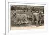 Two Pyrenees Dogs: an Interesting Family-Labouche Freres-Framed Photographic Print