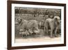 Two Pyrenees Dogs: an Interesting Family-Labouche Freres-Framed Photographic Print