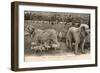 Two Pyrenees Dogs: an Interesting Family-Labouche Freres-Framed Photographic Print
