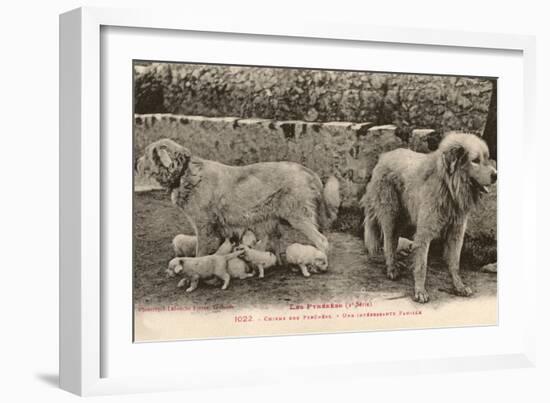 Two Pyrenees Dogs: an Interesting Family-Labouche Freres-Framed Photographic Print