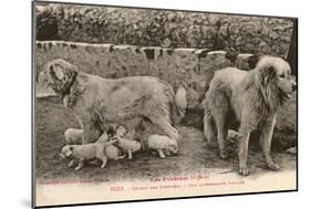 Two Pyrenees Dogs: an Interesting Family-Labouche Freres-Mounted Photographic Print
