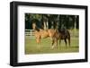 Two Quarter Horses Together in the Pasture-DLILLC-Framed Photographic Print