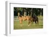 Two Quarter Horses Together in the Pasture-DLILLC-Framed Photographic Print