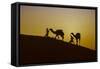 Two Rabari men climbing a dune with their dromedaries at sunset, Great Rann of Kutch Desert, India-G&M Therin-Weise-Framed Stretched Canvas