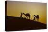 Two Rabari men climbing a dune with their dromedaries at sunset, Great Rann of Kutch Desert, India-G&M Therin-Weise-Stretched Canvas