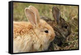 Two Rabbits Bunnies Full Frame-Richard Peterson-Framed Stretched Canvas