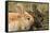 Two Rabbits Bunnies Full Frame-Richard Peterson-Framed Stretched Canvas