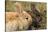 Two Rabbits Bunnies Full Frame-Richard Peterson-Stretched Canvas