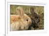 Two Rabbits Bunnies Full Frame-Richard Peterson-Framed Photographic Print