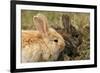 Two Rabbits Bunnies Full Frame-Richard Peterson-Framed Photographic Print