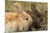 Two Rabbits Bunnies Full Frame-Richard Peterson-Mounted Photographic Print