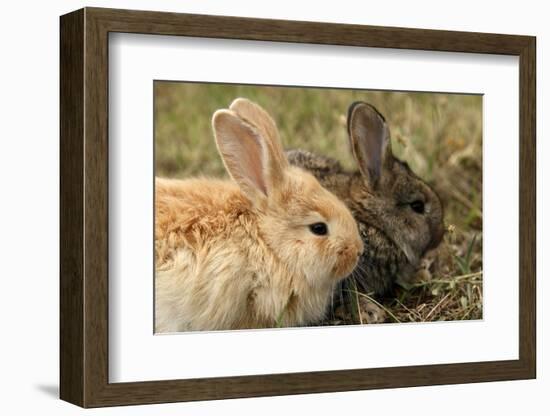 Two Rabbits Bunnies Full Frame-Richard Peterson-Framed Photographic Print