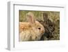 Two Rabbits Bunnies Full Frame-Richard Peterson-Framed Photographic Print