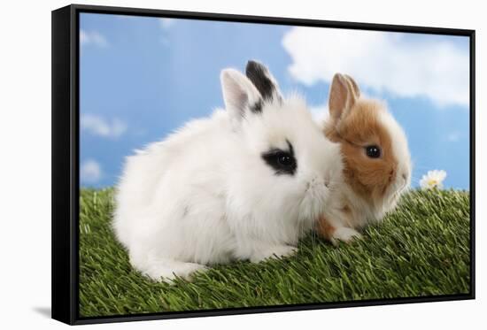 Two Rabbits Bunnies on Green Grass-Richard Peterson-Framed Stretched Canvas