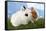 Two Rabbits Bunnies on Green Grass-Richard Peterson-Framed Stretched Canvas