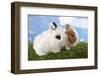 Two Rabbits Bunnies on Green Grass-Richard Peterson-Framed Photographic Print