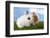 Two Rabbits Bunnies on Green Grass-Richard Peterson-Framed Photographic Print