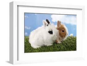 Two Rabbits Bunnies on Green Grass-Richard Peterson-Framed Photographic Print